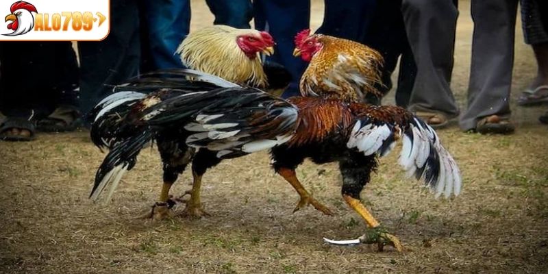 Đá gà cựa dao thường diễn ra nhanh chóng