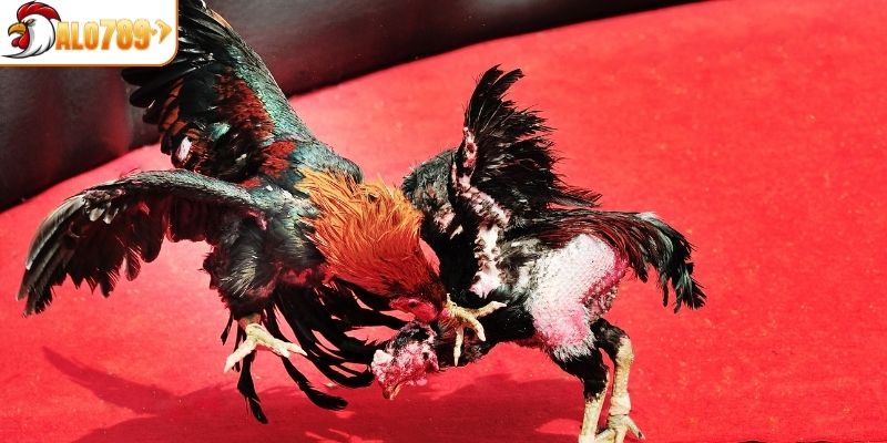 Đá gà cựa sắt có mức độ kịch tính cao