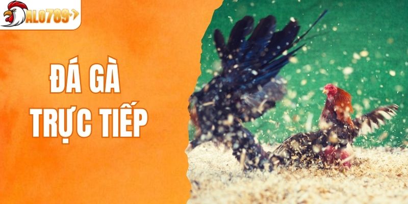 đá gà trực tiếp