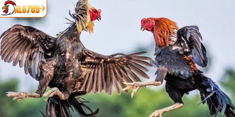 Đá gà truyền thống đề cao tính chiến thuật