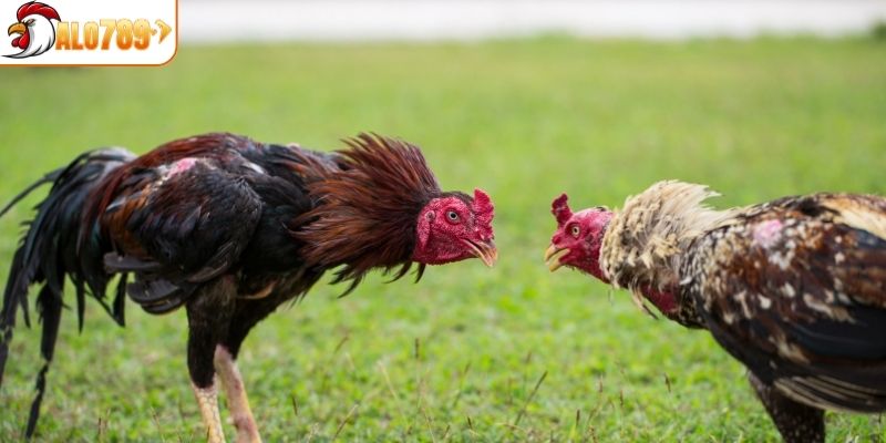 Thường xuyên cập nhật lịch thi đấu tại ALO789