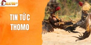 tin tức Thomo