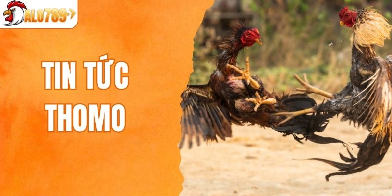 tin tức Thomo