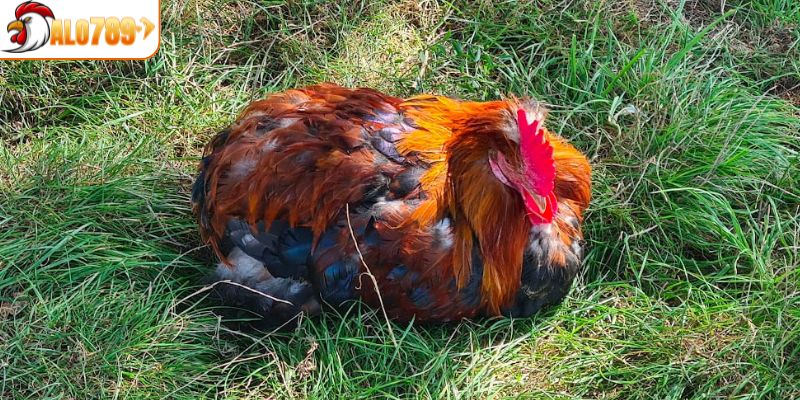 Chiến kê bị kén mép thường tỏ ra lờ đờ mệt mỏi