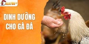 dinh dưỡng cho gà đá