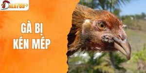 gà bị kén mép