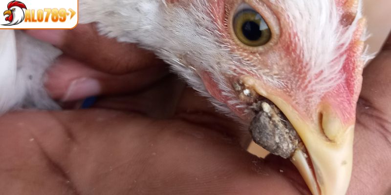 Gà bị kén mép gây ảnh hưởng lớn tới sức khỏe