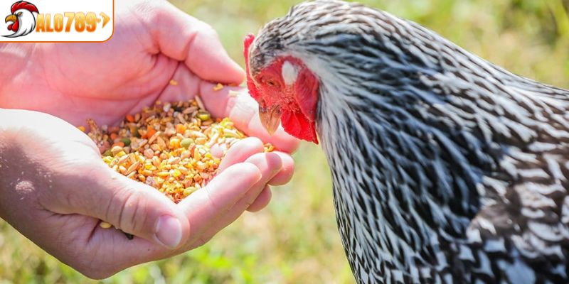 Thực đơn cho chiến kê được chia theo từng giai đoạn